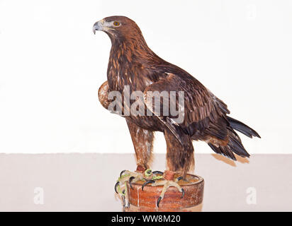 Un aigle royal (Aquila chrysaetos) attaché à une perche. Ce magnifique rapace est partie de la famille Accipitridae. En captivité c'est utilisé pour la chasse Banque D'Images