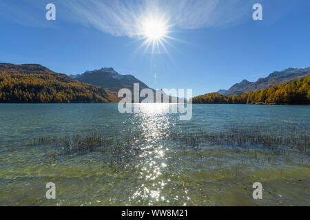 Lac Silsersee avec soleil en automne, Sils im Engadin, Engadine, Grisons, Suisse, Alpes Banque D'Images