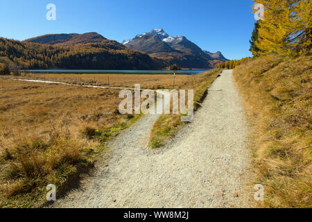 Sentier de randonnée de la fourche sur le lac Silsersee en automne, Sils im Engadin, Engadine, Grisons, Suisse, Alpes Banque D'Images