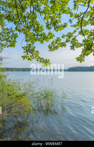 En été, au bord du lac Lac Stechlinsee GroÃŸer, 33, Rheinsberg, Ruppin, Brandebourg, Allemagne Banque D'Images