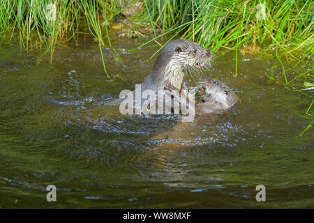 La loutre, la loutre Lutra lutra, deux jouant dans l'eau, l'Allemagne, de l'Europe Banque D'Images