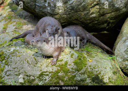 La loutre, Lutra lutra, femme avec deux cub, Germany, Europe Banque D'Images