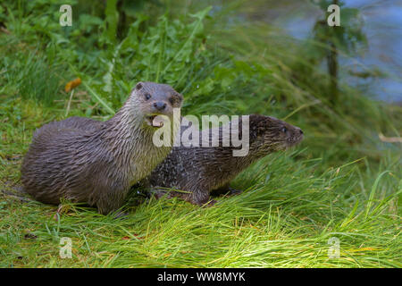 La loutre, Lutra lutra, femme avec cub, Germany, Europe Banque D'Images