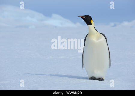 Manchots empereurs, Aptenodytes forsteri, Adulte, Snow Hill Island, Péninsule Antarctique, l'Antarctique Banque D'Images