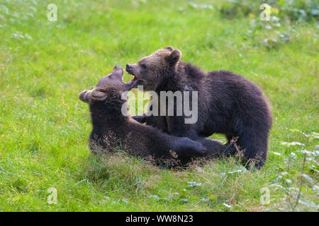 Les ours bruns d'Europe, Ursus arctos, deux oursons combats, Allemagne Banque D'Images