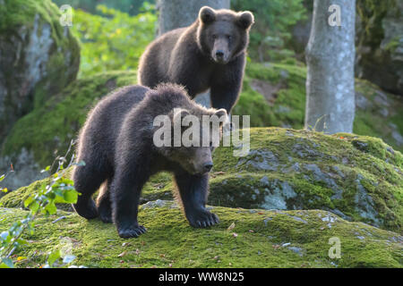 Ours brun, Ursus arctos, deux cub, Allemagne Banque D'Images