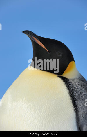 Manchots empereurs, Aptenodytes forsteri, Portrait, Snow Hill Island, Péninsule Antarctique, l'Antarctique Banque D'Images