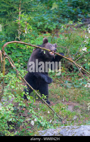 Ours brun, Ursus arctos, CUB, Bavière, Allemagne Banque D'Images