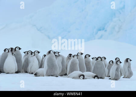 Manchots empereurs, Aptenodytes forsteri, Groupe de poussins, Snow Hill Island, Péninsule Antarctique, l'Antarctique Banque D'Images