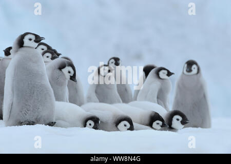 Manchots empereurs, Aptenodytes forsteri, Groupe de poussins, Snow Hill Island, Péninsule Antarctique, l'Antarctique Banque D'Images