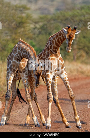 South African Girafe (Giraffa camelopardalis giraffa), deux jeunes taureaux, combats Mkuze, KwaZulu-Natal, Afrique du Sud Banque D'Images