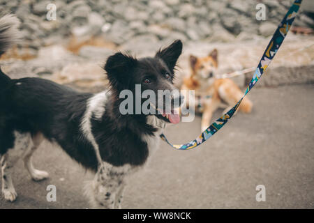 Chien heureux à quelque part Banque D'Images