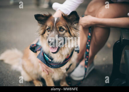 Aucune race chien heureux à quelque part Banque D'Images