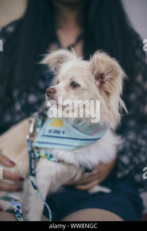 Petit chien à quelque part Banque D'Images