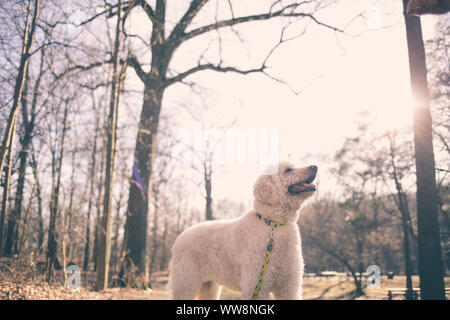 Labradoodle chien blanc à la recherche du soleil dans le parc Banque D'Images