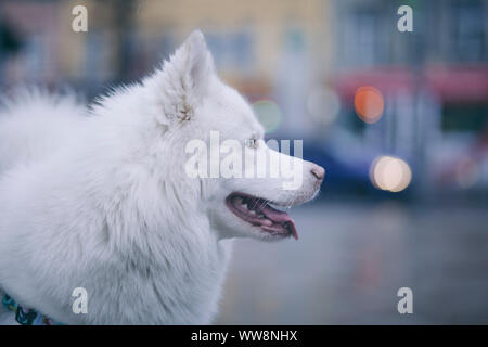Chien husky blanc à quelque part Banque D'Images
