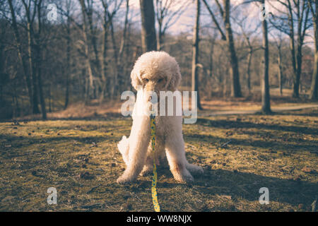 Labradoodle chien blanc à la recherche de l'herbe Banque D'Images