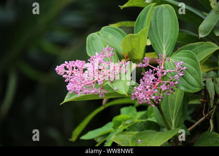 Medinilla Myriantha Banque D'Images