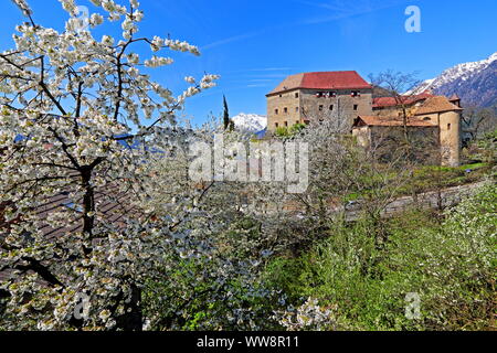 Cerisier en fleur avec du château, Schenna, Passertal, Burggrafenamt, Tyrol du Sud, Italie Banque D'Images