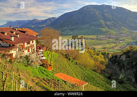 Au cours de la vigne Brunnenburg avec vue sur la vallée de l'Etsch et à la Vigiljoch 1743m, Dorf Tirol, Burggrafenamt, Tyrol du Sud, Italie Banque D'Images