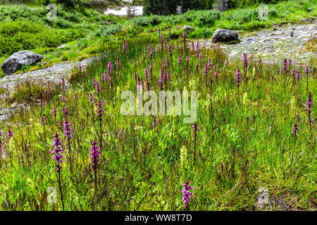 De nombreuses fleurs d'éléphants, Pedicularis groenlandica, poussant sur Conundrum Creek Trail à Aspen, Colorado dans l'été 2019 Banque D'Images