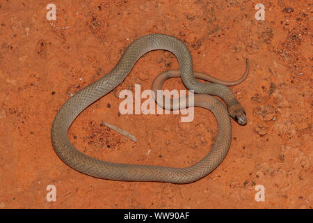 Australian Ringed serpent brun Banque D'Images