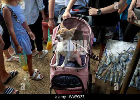 Un animal de compagnie dorloté dans une poussette pour enfant dans un marché urbain thaïlandais. Chien. Chihuahua. Banque D'Images