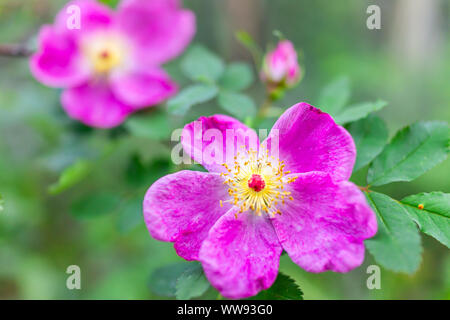 Gros plan macro de deux fleurs rose rose sauvage dynamique appelé Rosa woodsii Sentier Pédestre du Lac à Snowmass dans le Colorado dans le parc forestier national Banque D'Images