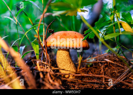 Gros plan macro d'un capuchon orange insigne : Le Guide des champignons dans la masse dans le sentier du lac Snowmass dans le Colorado dans le parc forestier national Banque D'Images