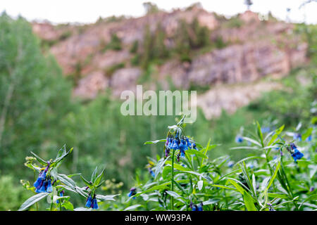 Gros plan sur blue bell bluebell flowers sur le sentier du lac Snowmass dans le Colorado dans le parc forestier national de 2019 de l'été Banque D'Images