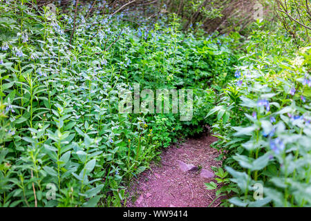 Grand carillon blue bell bluebell flowers sur Snowmass Lake sentier pédestre le long du chemin en Californie dans le parc forestier national de 2019 de l'été Banque D'Images