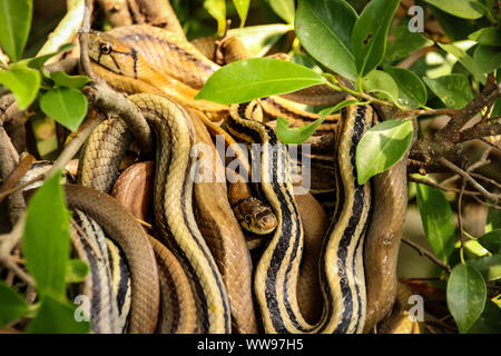 Gros plan d'une jarretière serpents ou d'une boule d'accouplement de Thamnophis parmi les feuilles Banque D'Images
