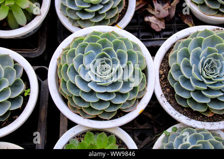 Echeveria plantes vendues dans un magasin d'usine Banque D'Images