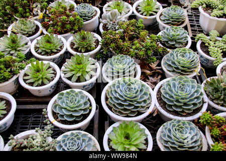 Une collection de différentes usines Echeveria vendues dans une usine Banque D'Images