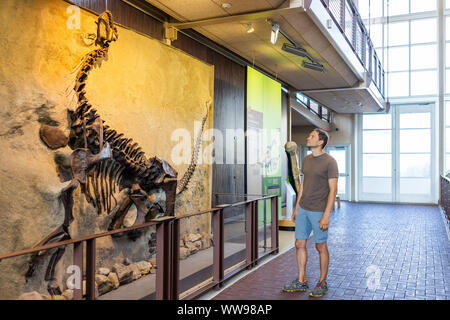 Jensen, USA - Le 23 juillet 2019 : squelette dans Quarry visitor centre hall d'exposition et d'homme à la recherche de Dinosaur National Monument Park de fossiles de mur Banque D'Images