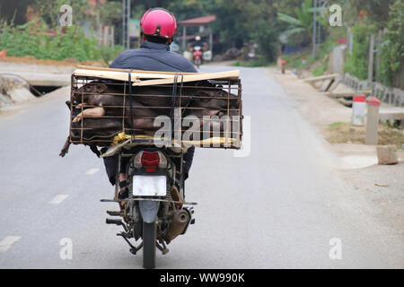 Une moto surchargée, image emblématique montrant l'authentique vie quotidienne et la culture du Vietnam Banque D'Images