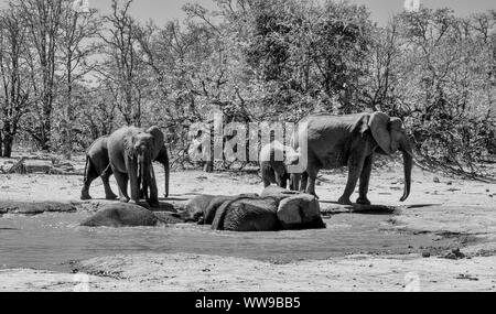 L'éléphant à un trou waterig dans le sud de la savane africaine Banque D'Images