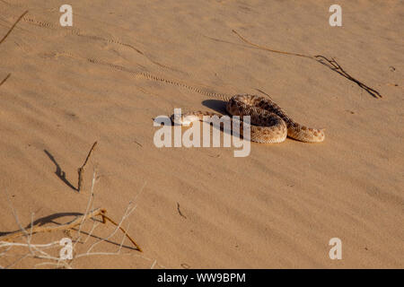 Vipère à cornes d'arabie (Cerastes gasperettii) Banque D'Images