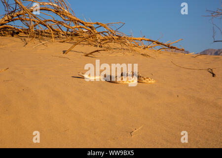 Vipère à cornes d'arabie (Cerastes gasperettii) Banque D'Images