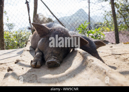 Cochon noir fixant le repos dans la cour avant de maison de campagne à Sapa, Vietnam Lao Cai Banque D'Images