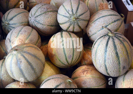 Cantaloup, melon sucré, rockmelon, ou spanspek Melons sur Afficher dans Marché Couvert Forville, Cannes, France, UNION EUROPÉENNE Banque D'Images