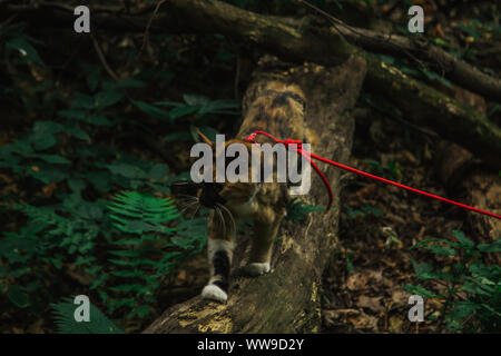 Chat marche tricolore dans les bois dans l'après-midi dans l'été avec une laisse rouge. animal dans la nature. Banque D'Images