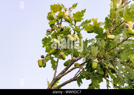 Les glands de chêne sur les branches d'arbres Banque D'Images