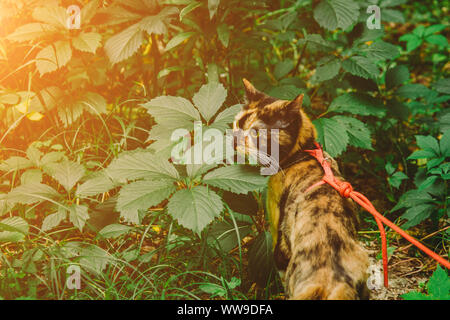 Chat marche tricolore dans les bois dans l'après-midi dans l'été avec une laisse rouge. animal dans la nature. Banque D'Images