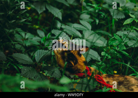 Chat marche tricolore dans les bois dans l'après-midi dans l'été avec une laisse rouge. animal dans la nature. Banque D'Images