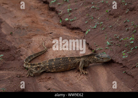 Mince et sous-alimentées, moniteur de savane, Varanadae exantematicus Varanus, parc national de Tsavo Ouest, le Kenya, l'Afrique Banque D'Images