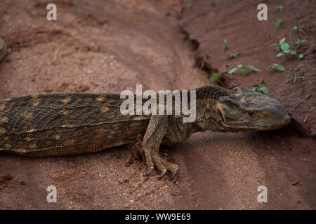 Mince et sous-alimentées, moniteur de savane, Varanadae exantematicus Varanus, parc national de Tsavo Ouest, le Kenya, l'Afrique Banque D'Images