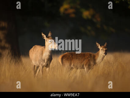 Close-up of a red deer hind avec veau, UK. Banque D'Images