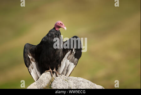 Close up d'un urubu perchée sur un rocher, îles Falkland. Banque D'Images