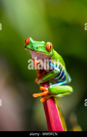 Une grenouille arboricole aux yeux rouges, agalychnis callidryas, funny frog au Costa Rica, l'escalade sur une perruche flower Banque D'Images